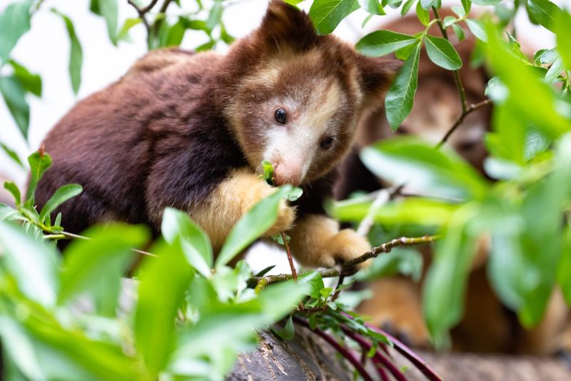 Experience Forests for All…a new exhibit experience coming to the zoo